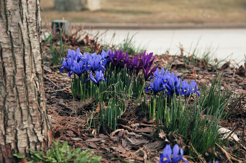 Purple iris flowers growing in a mulched garden bed, demonstrating proper mulch application for moisture retention and healthy landscaping in Alpharetta.